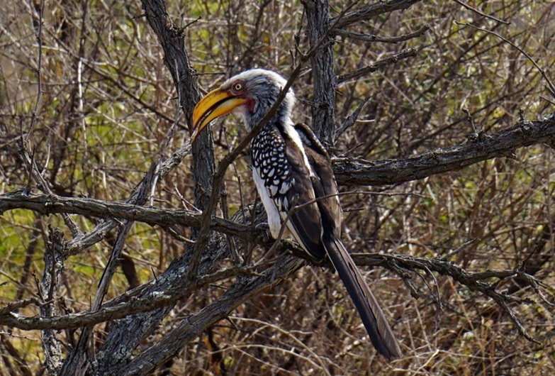 Kruger National Park Hornbill • South Africa Travel Guide