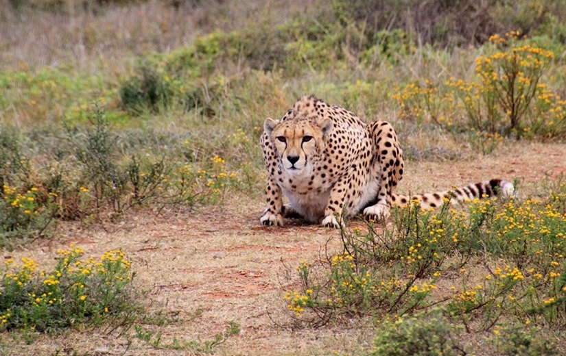 Kruger Cheetah smaller 520