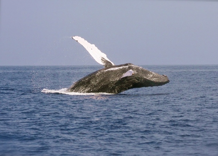 Richards Bay Humpback Whale Kwa Zulu Natal • South Africa Travel Guide