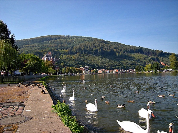 Swans and ducks castle Miltenberg Germany