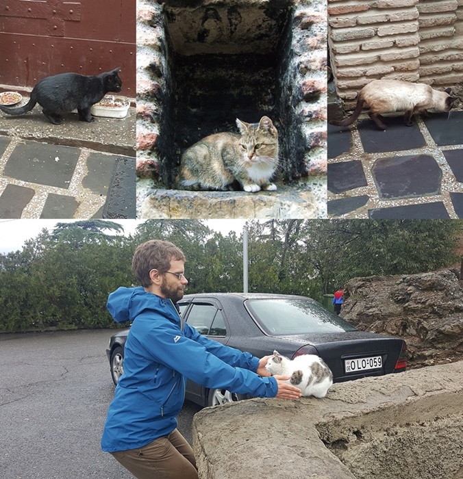 Georgia Tbilisi Cats at Narikala Fortress; Travel Tbilisi