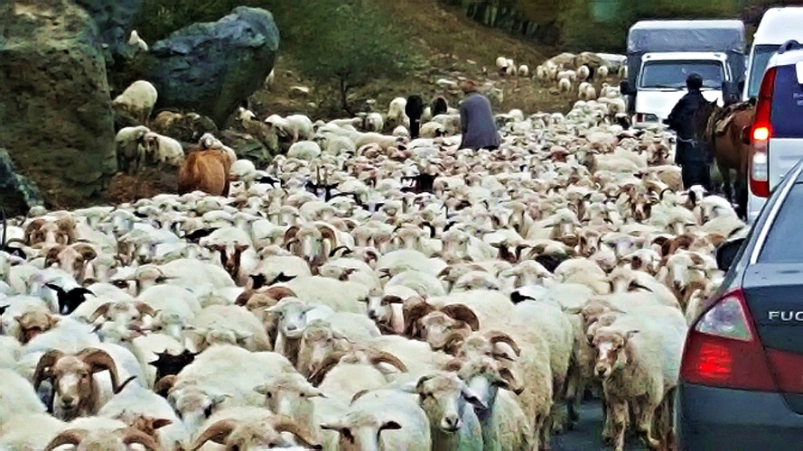 Sheep on the way to Kazbegi Georgia • Travel Georgia