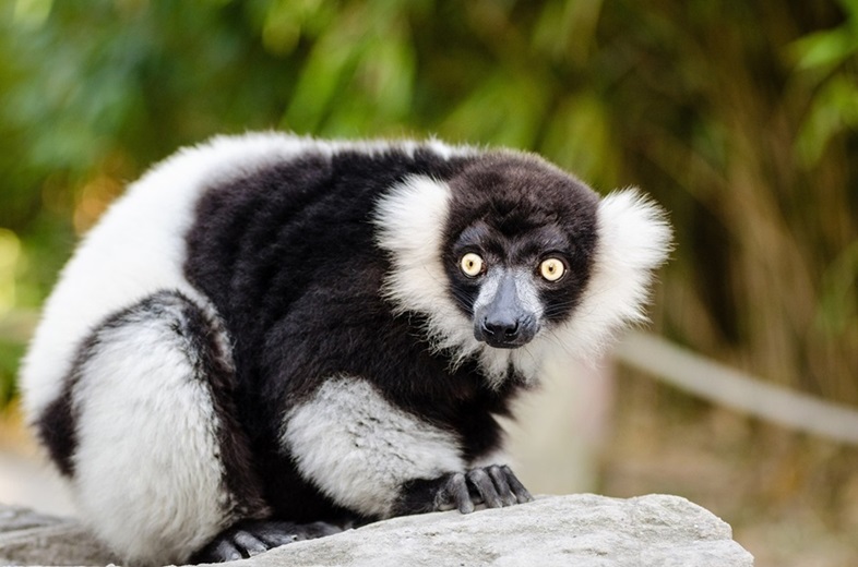 Lemur Monkeyland near Knysna Garden Route • Cape Town Travel Guide