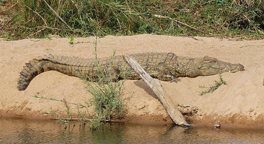 Kruger National Park Crocodile • South Africa Travel Guide